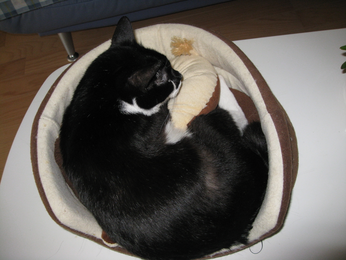 f:id:happynyanko1:20201008122010j:plain