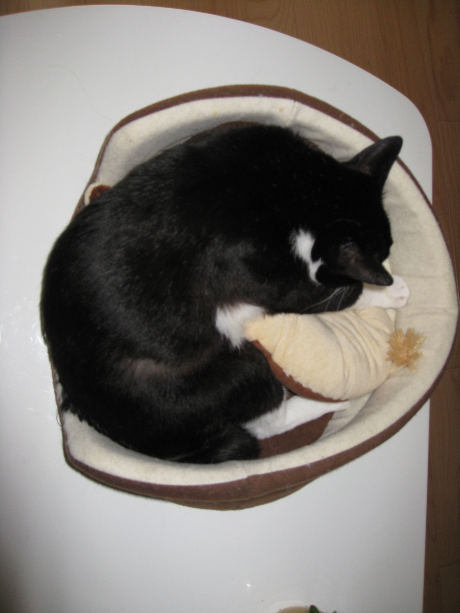 f:id:happynyanko1:20201008122031j:plain