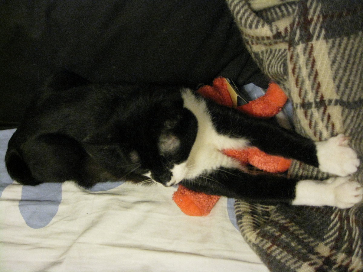 f:id:happynyanko1:20201008135652j:plain