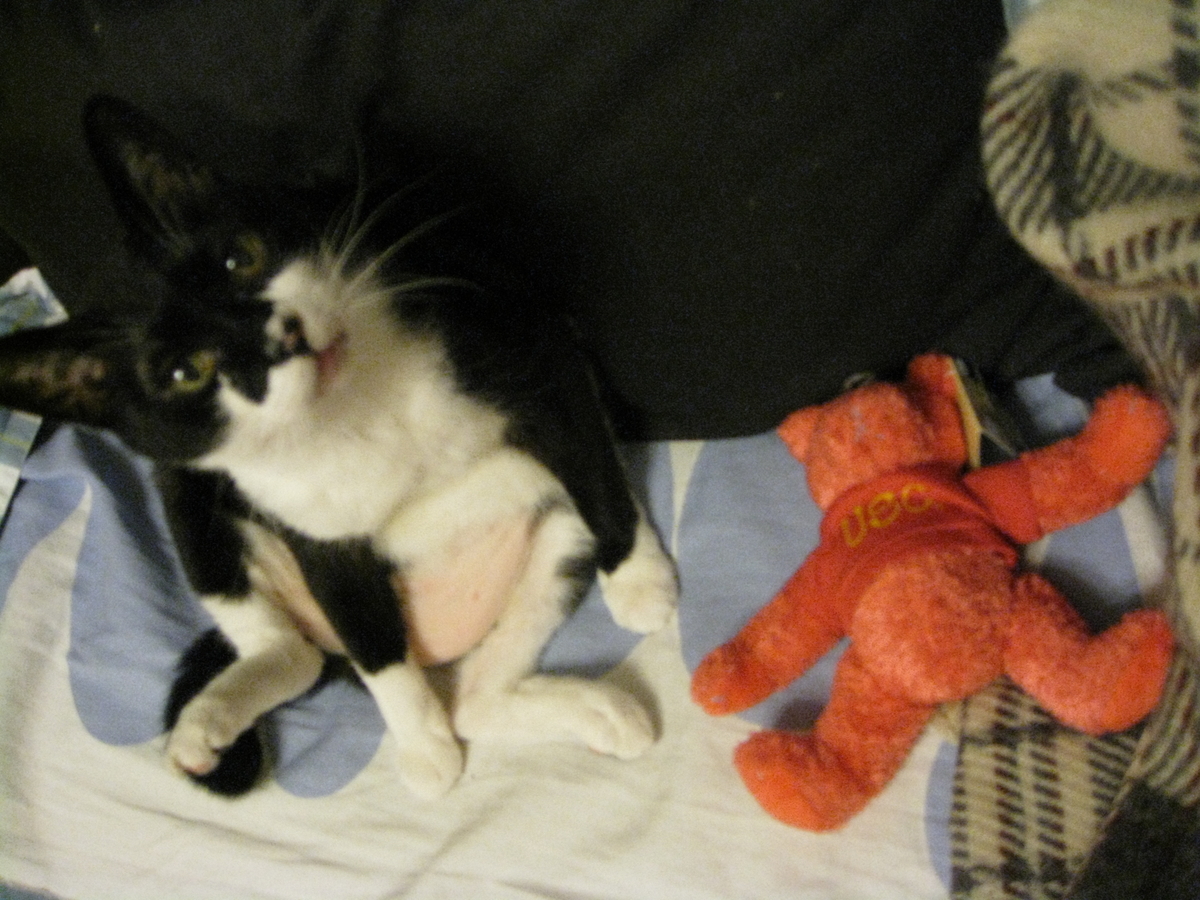 f:id:happynyanko1:20201008135749j:plain
