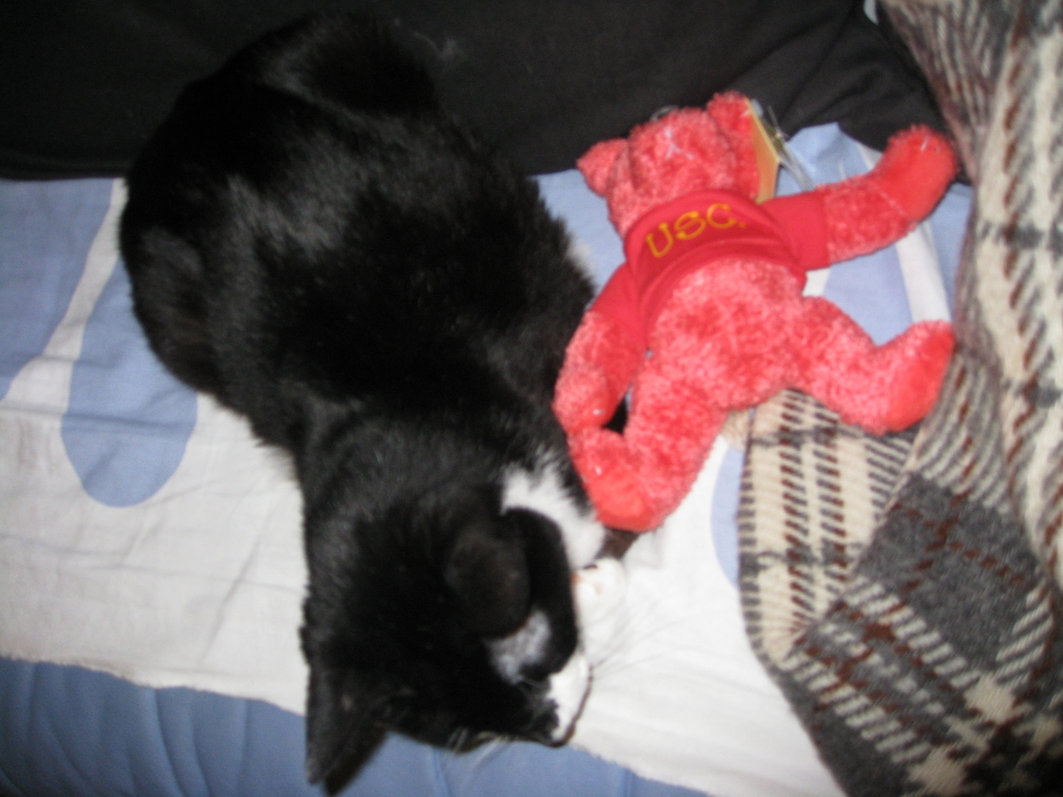 f:id:happynyanko1:20201008135838j:plain