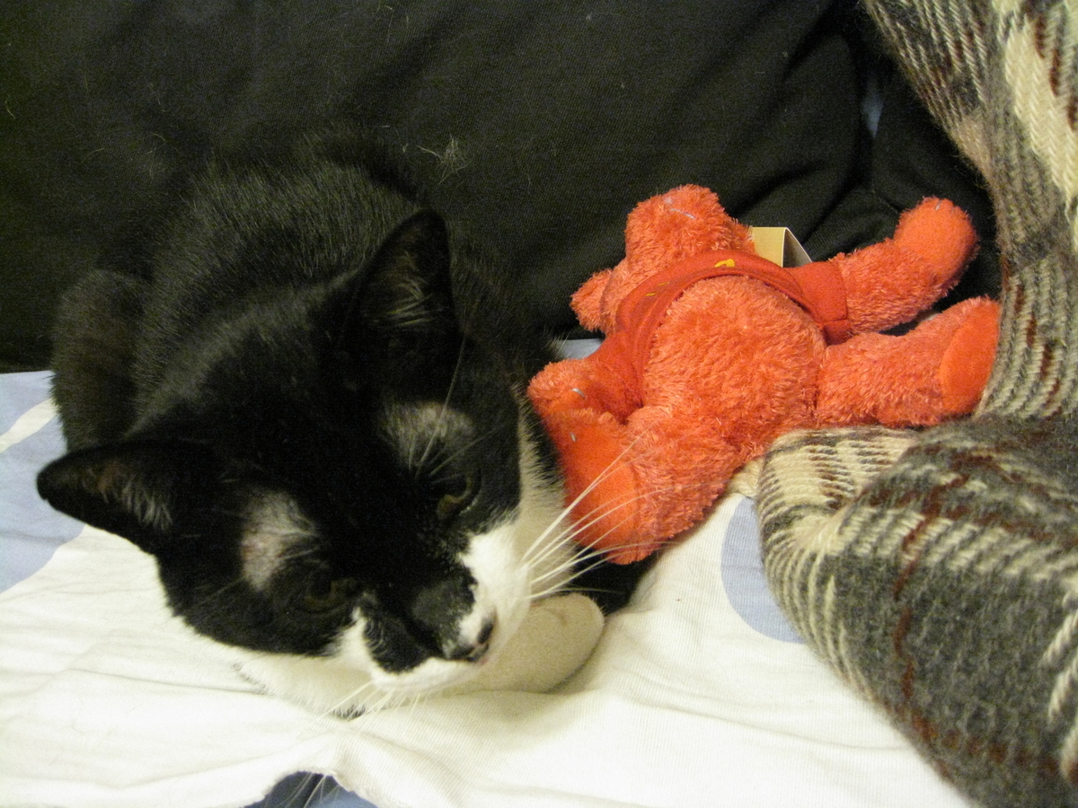 f:id:happynyanko1:20201008135905j:plain