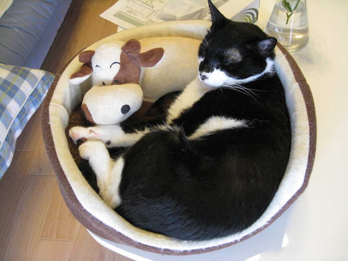 f:id:happynyanko1:20201008140212j:plain
