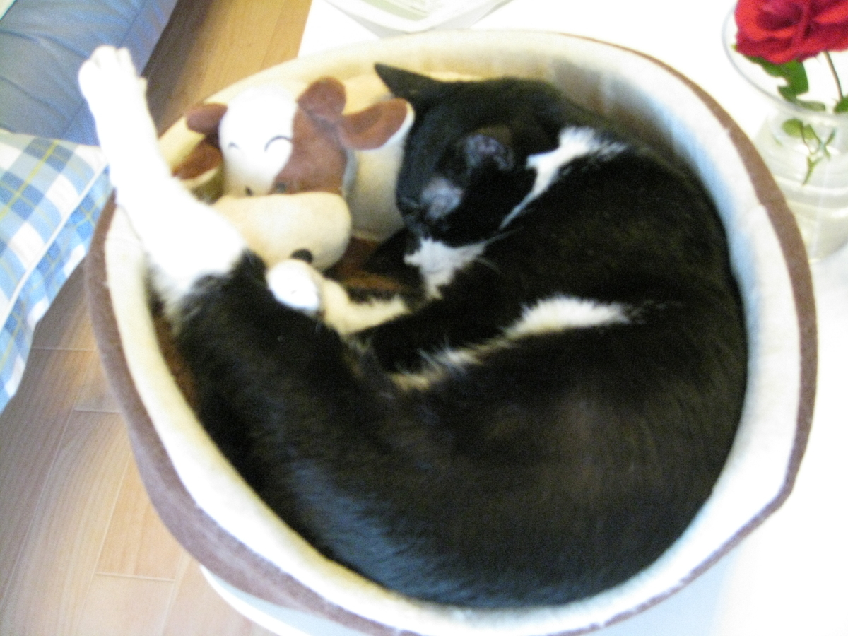 f:id:happynyanko1:20201008140327j:plain
