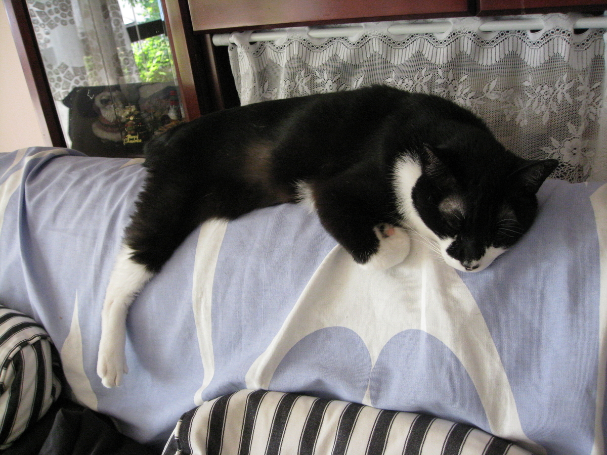 f:id:happynyanko1:20201008141433j:plain