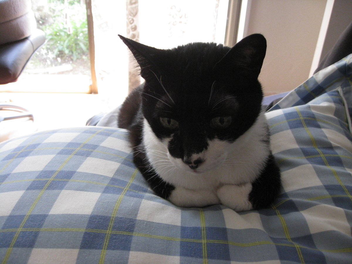 f:id:happynyanko1:20201008142450j:plain