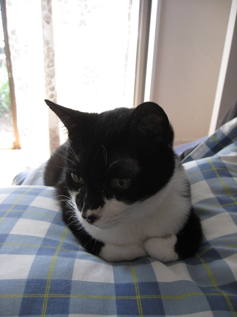 f:id:happynyanko1:20201008145401j:plain