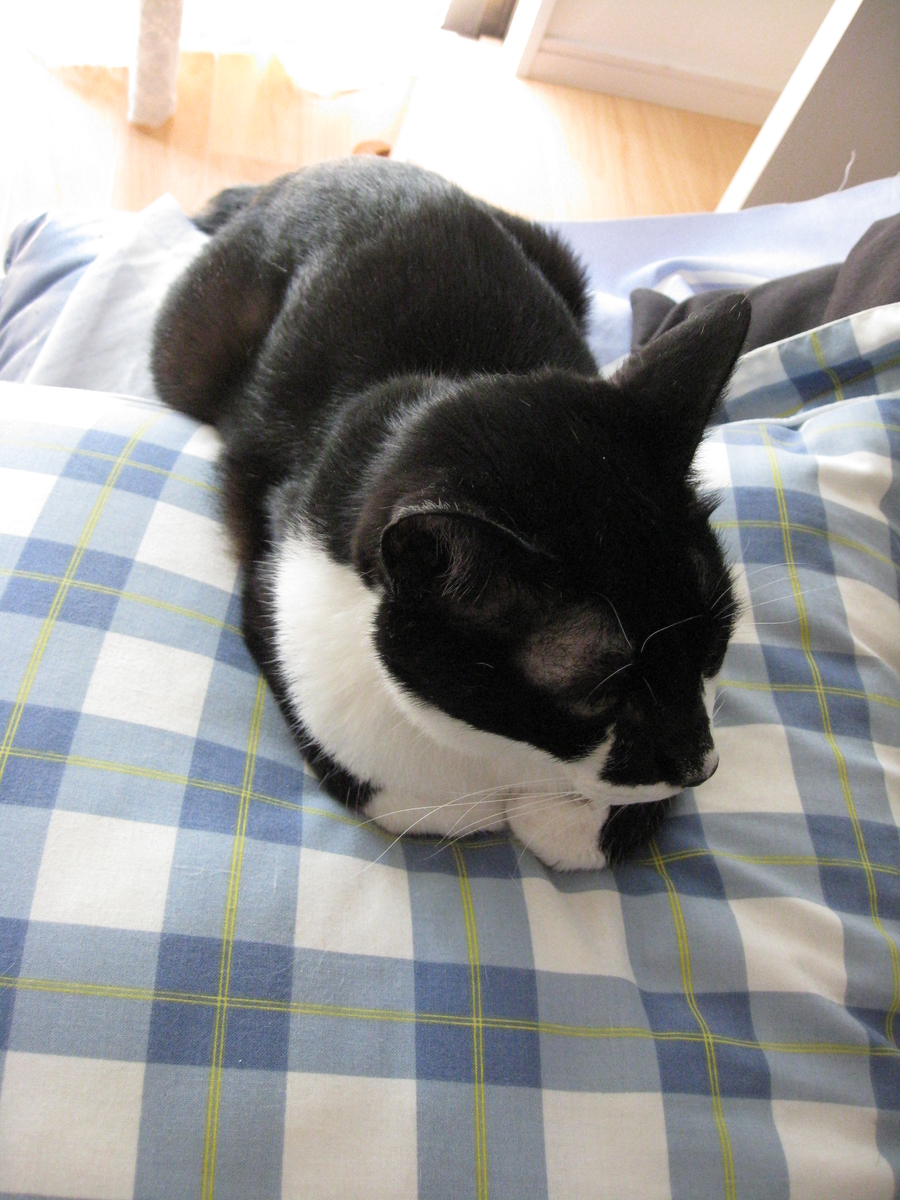 f:id:happynyanko1:20201008145604j:plain