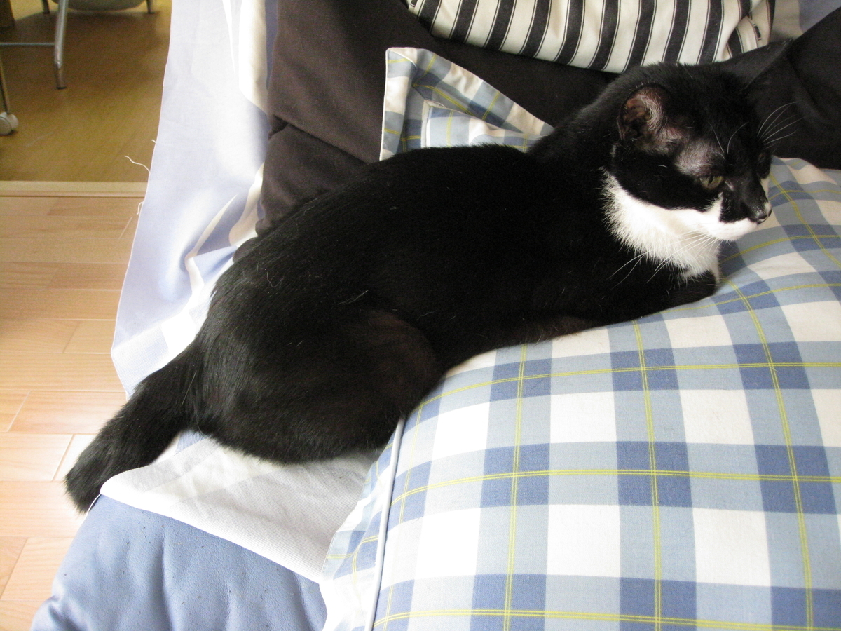 f:id:happynyanko1:20201008145626j:plain