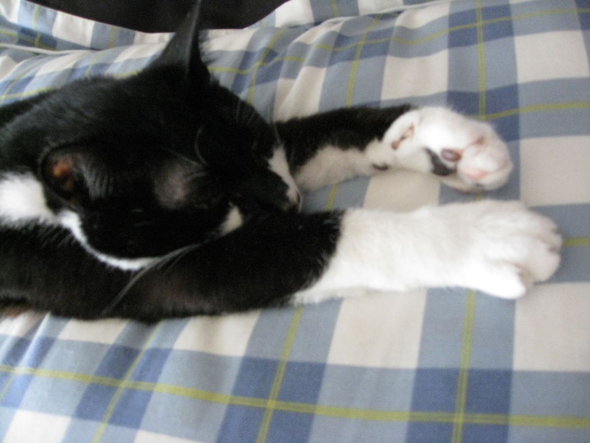 f:id:happynyanko1:20201008145712j:plain