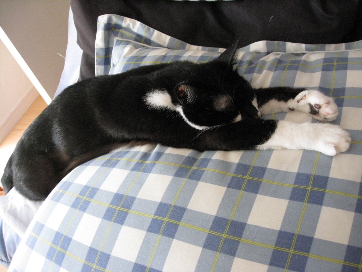 f:id:happynyanko1:20201008145752j:plain
