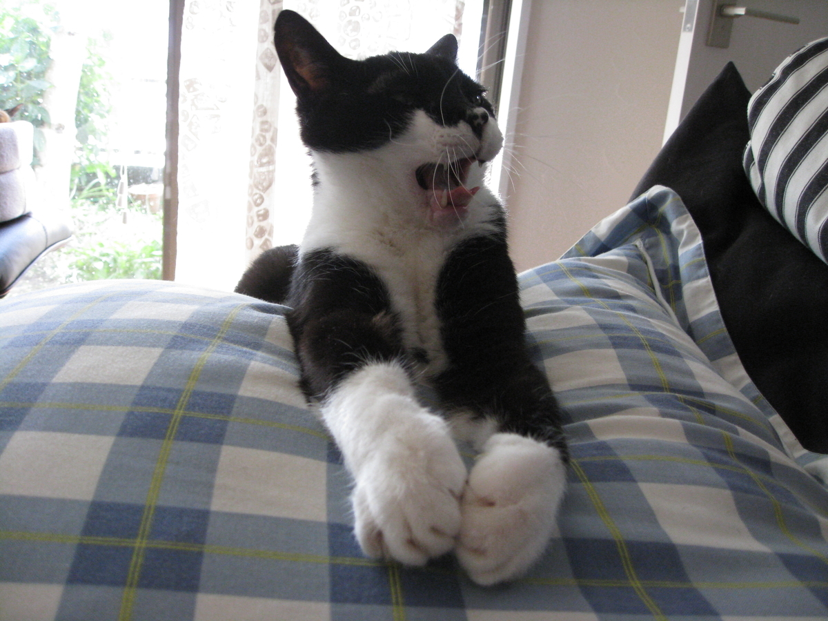f:id:happynyanko1:20201008145921j:plain