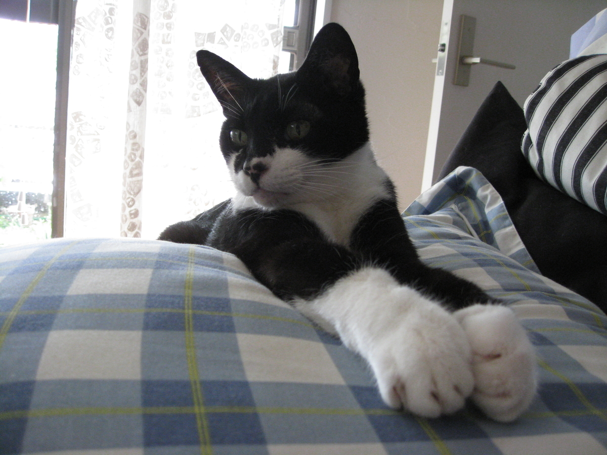 f:id:happynyanko1:20201008150038j:plain