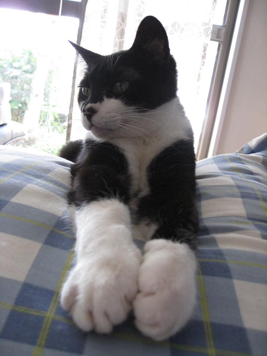 f:id:happynyanko1:20201008150158j:plain