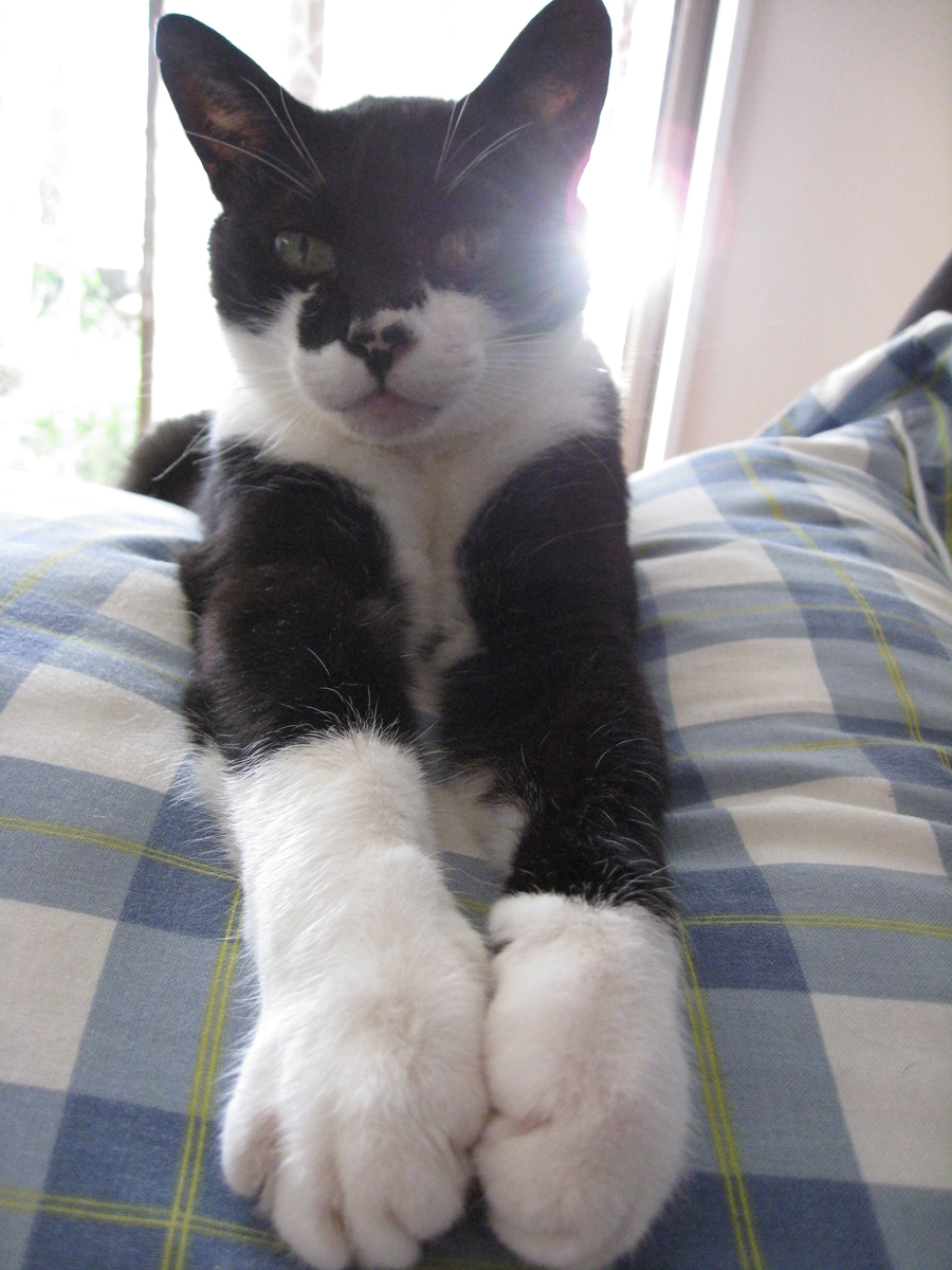 f:id:happynyanko1:20201008150438j:plain