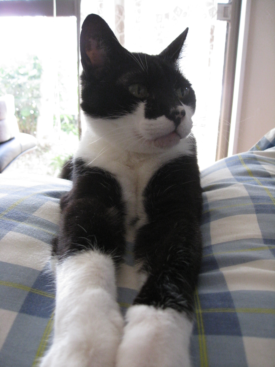 f:id:happynyanko1:20201008150519j:plain