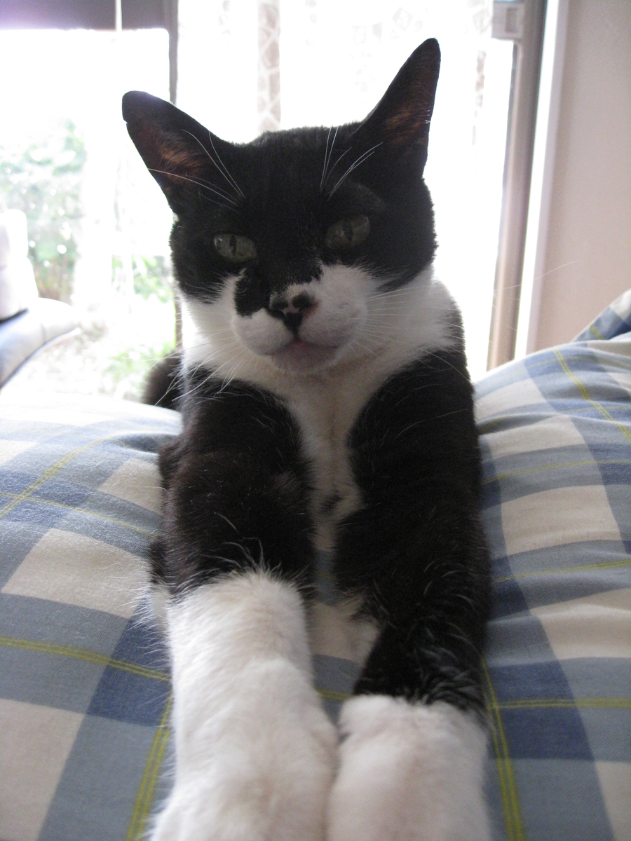 f:id:happynyanko1:20201008150558j:plain