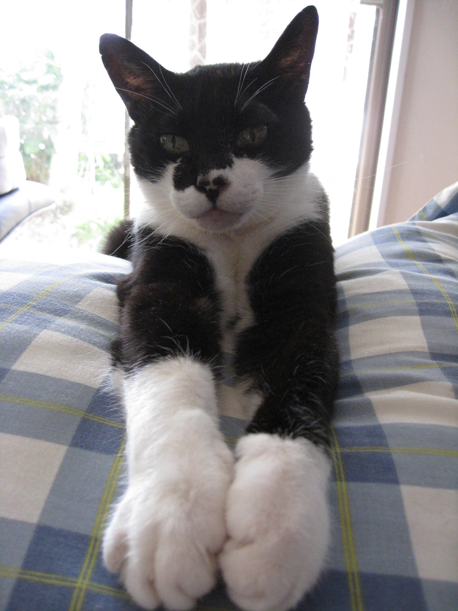 f:id:happynyanko1:20201008150637j:plain