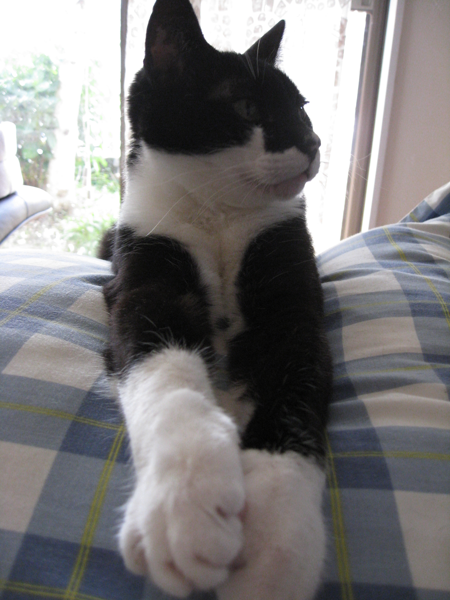 f:id:happynyanko1:20201008150736j:plain