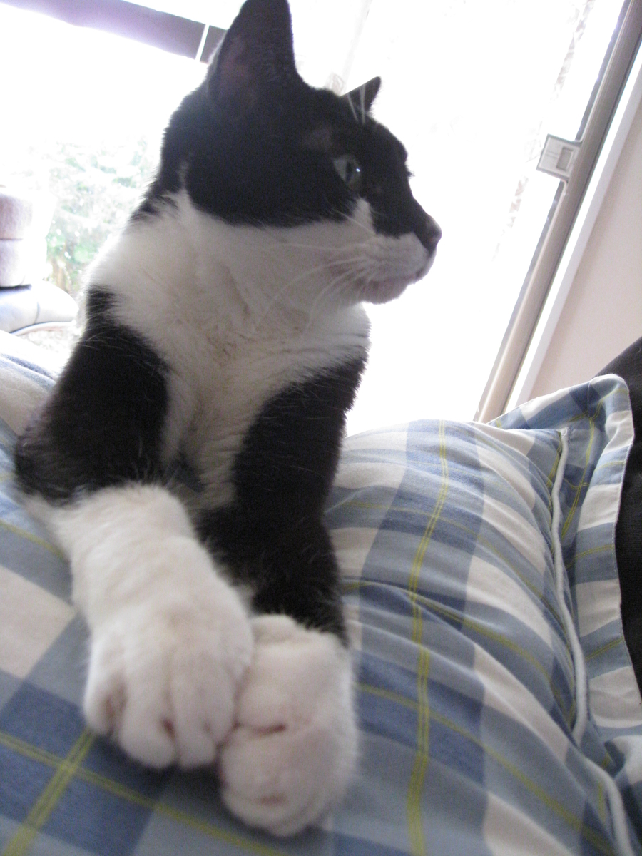 f:id:happynyanko1:20201008151012j:plain