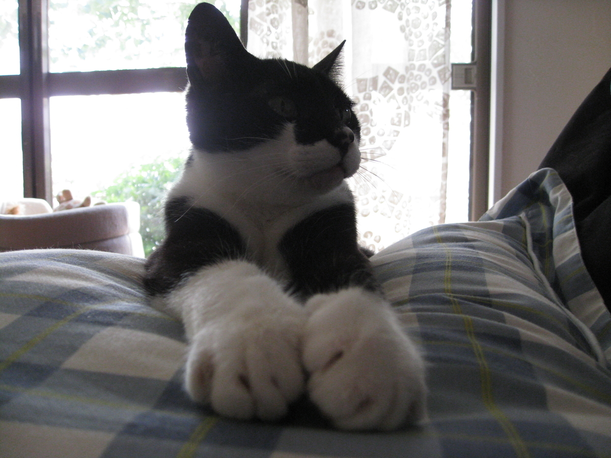 f:id:happynyanko1:20201008151042j:plain