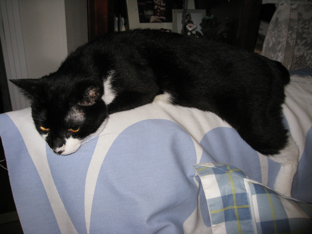 f:id:happynyanko1:20201008180140j:plain
