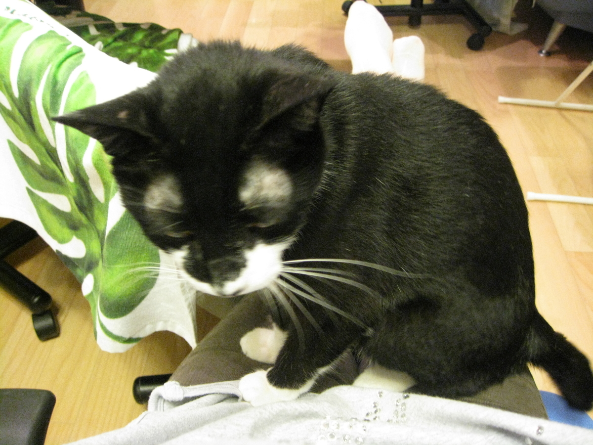 f:id:happynyanko1:20201008182115j:plain