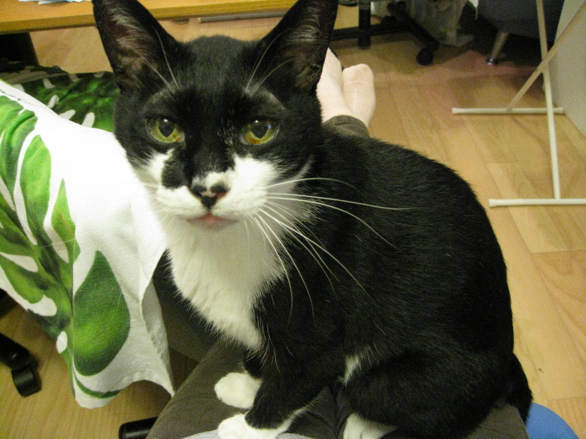 f:id:happynyanko1:20201008182137j:plain