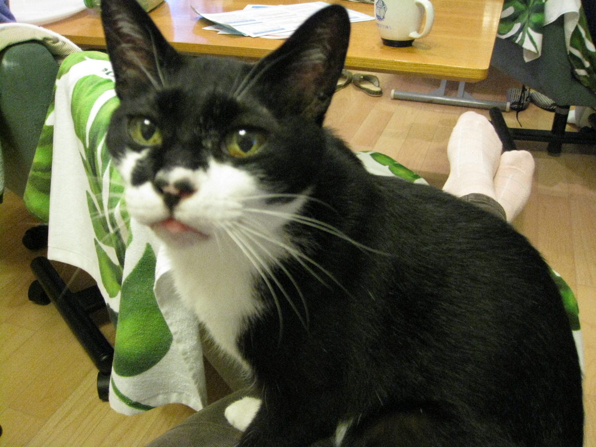 f:id:happynyanko1:20201008182158j:plain