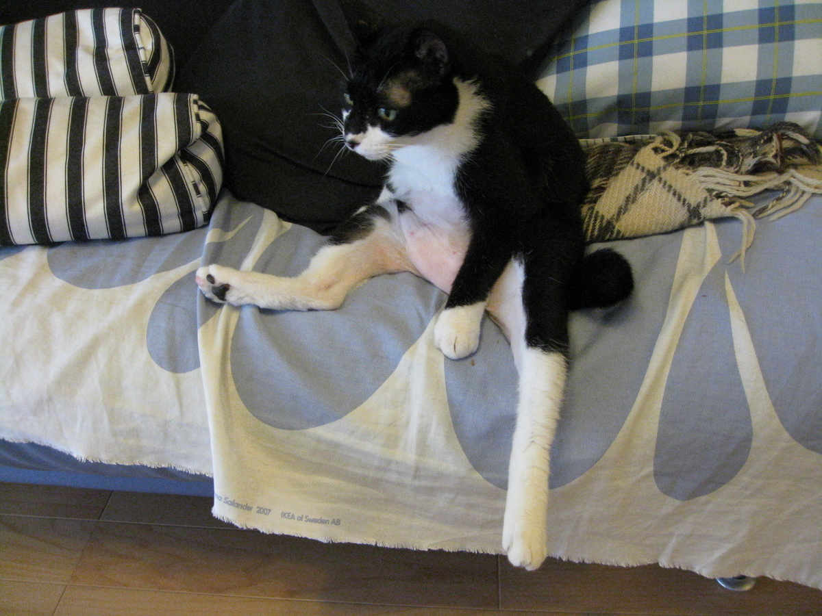 f:id:happynyanko1:20201008184833j:plain