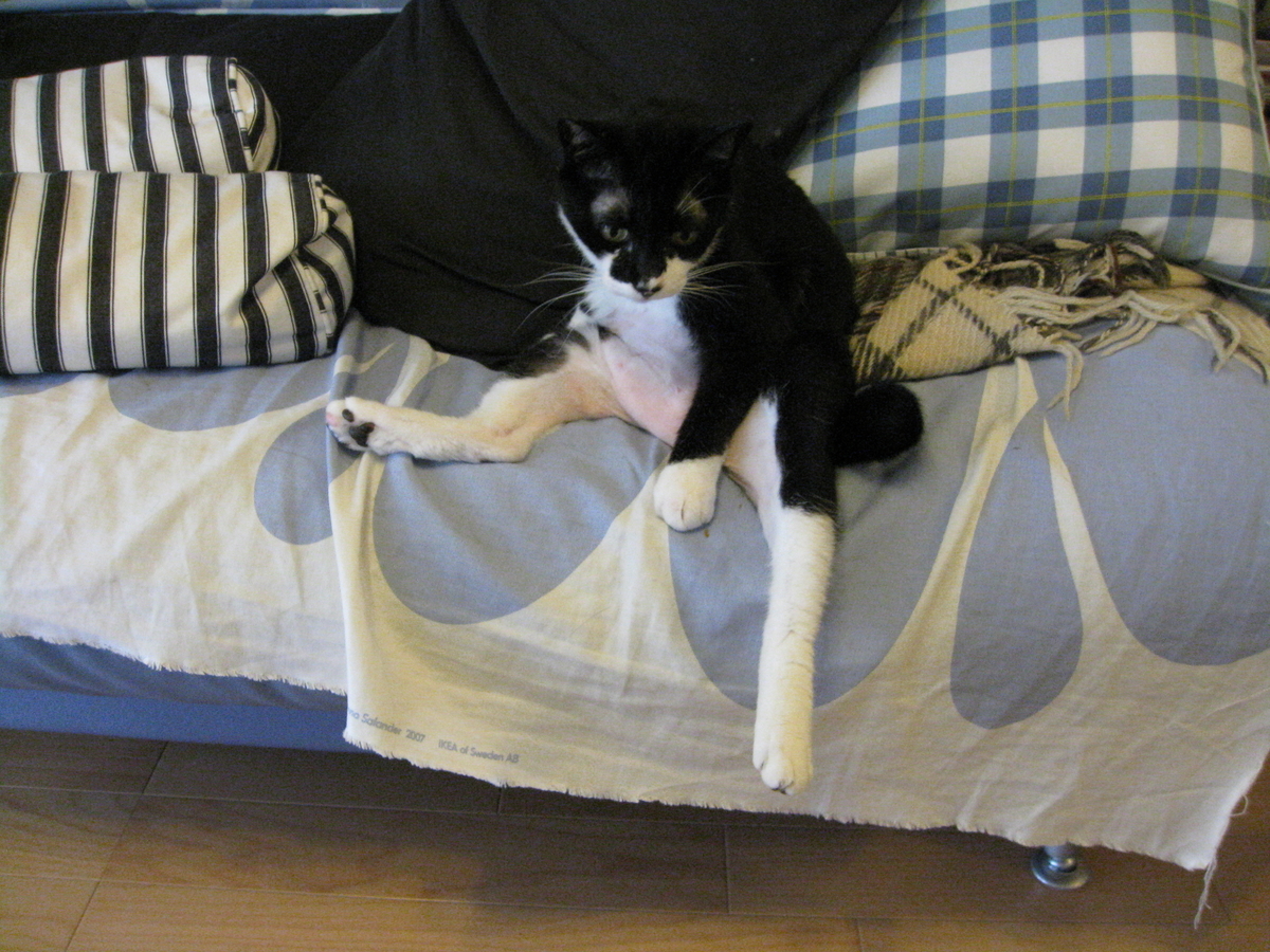 f:id:happynyanko1:20201008184858j:plain