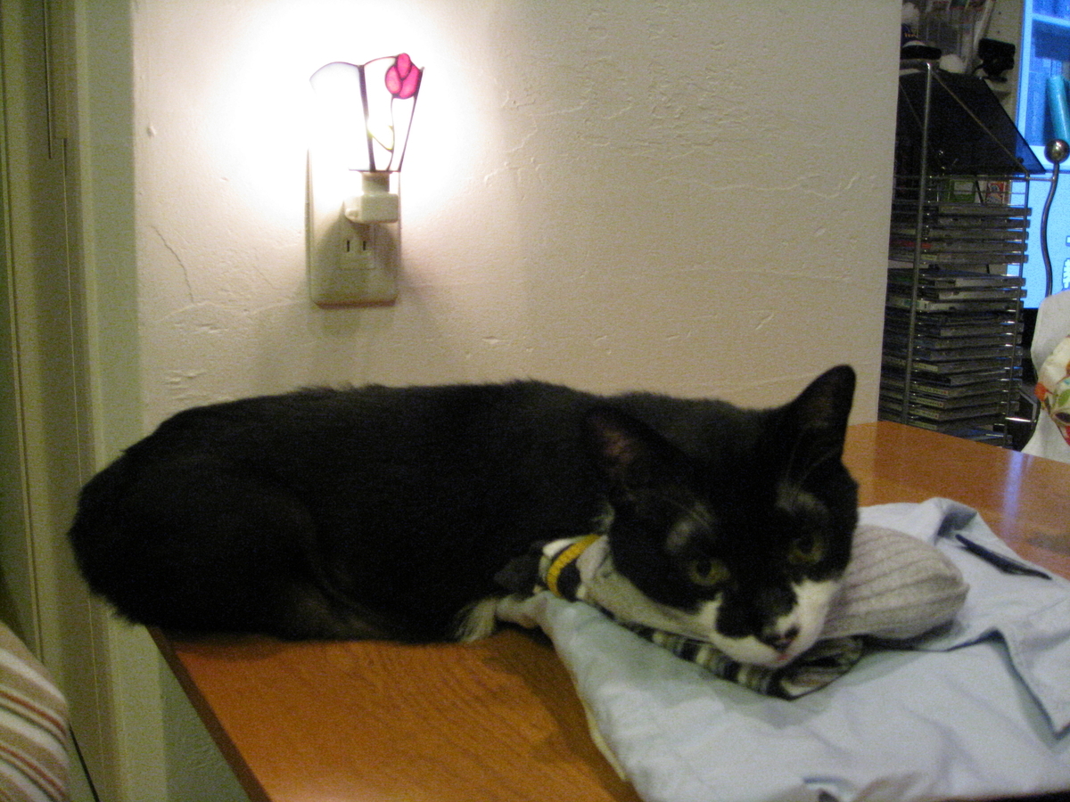 f:id:happynyanko1:20201008191949j:plain