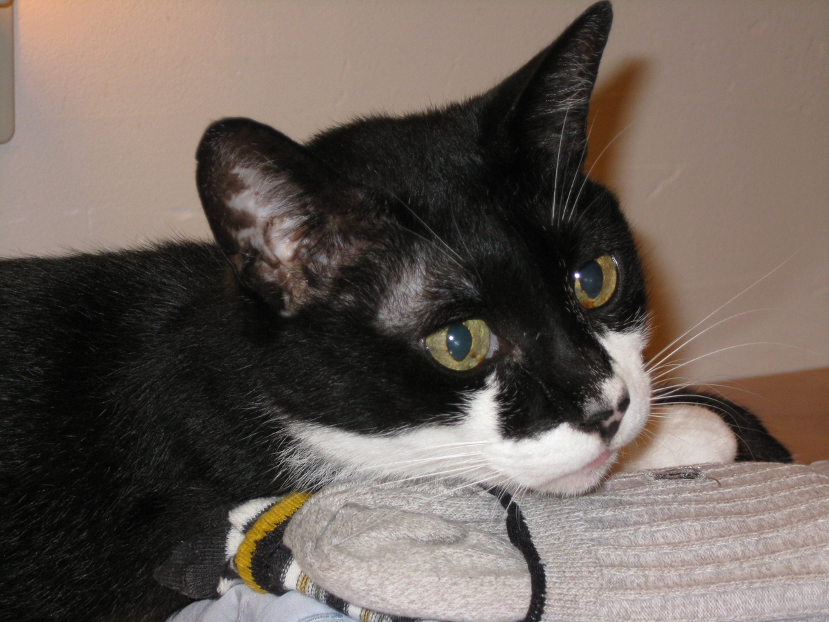 f:id:happynyanko1:20201008192023j:plain