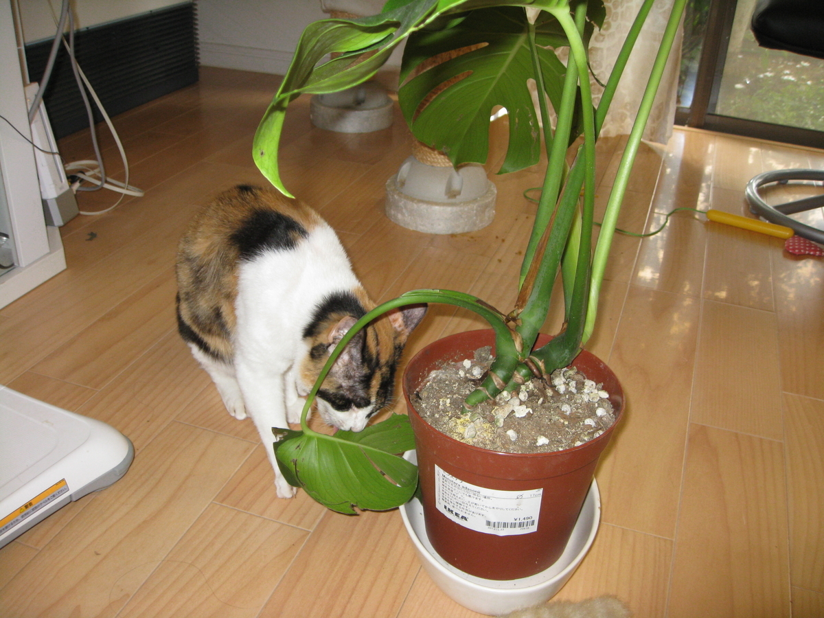 f:id:happynyanko1:20201008201022j:plain