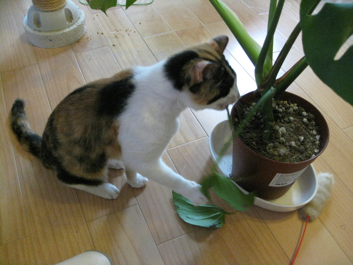 f:id:happynyanko1:20201008201130j:plain