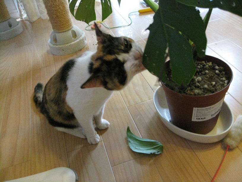 f:id:happynyanko1:20201008201310j:plain