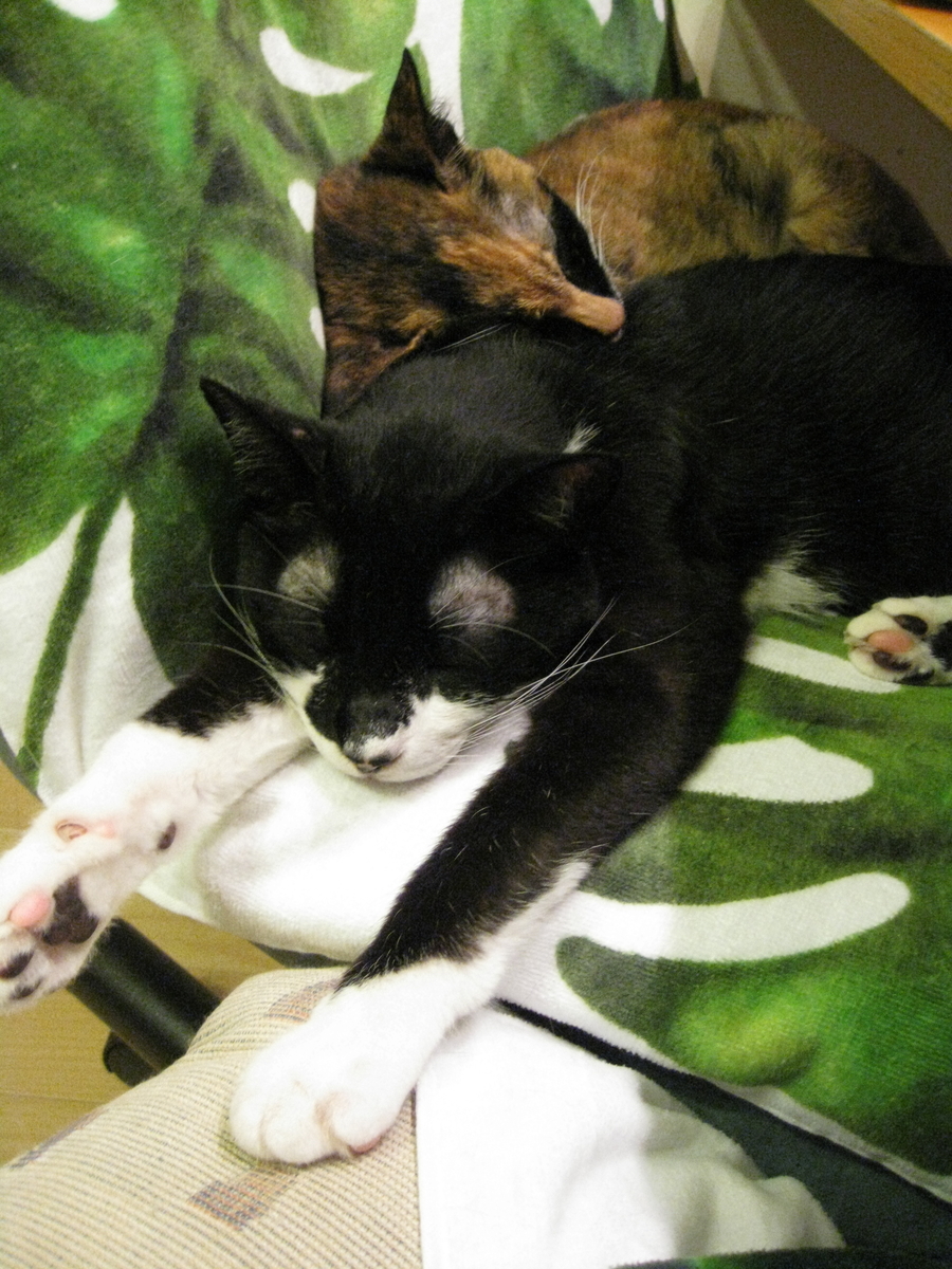 f:id:happynyanko1:20201008202753j:plain