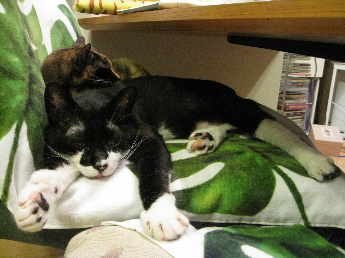 f:id:happynyanko1:20201008202825j:plain