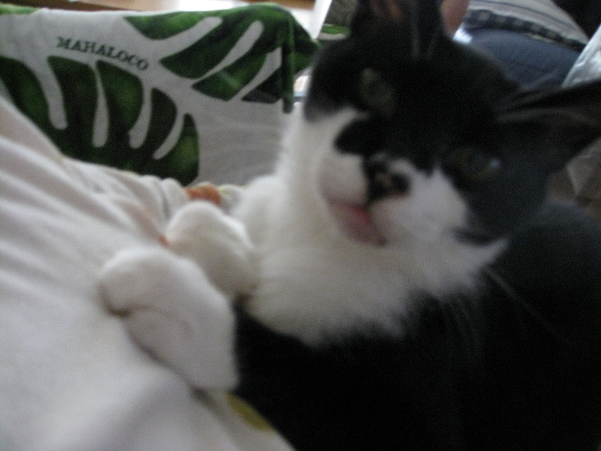 f:id:happynyanko1:20201008223633j:plain