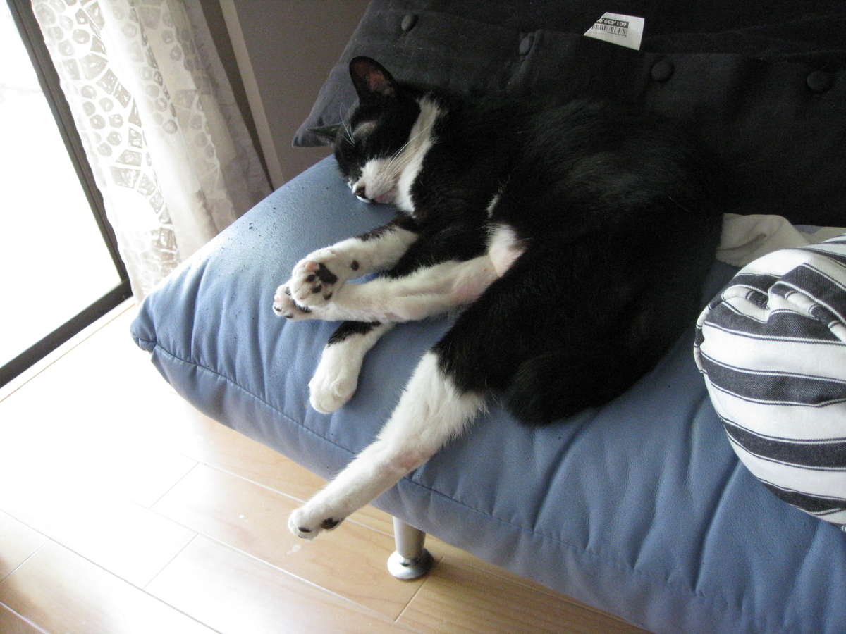 f:id:happynyanko1:20201008223816j:plain