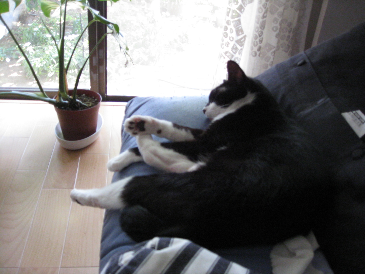f:id:happynyanko1:20201008223840j:plain