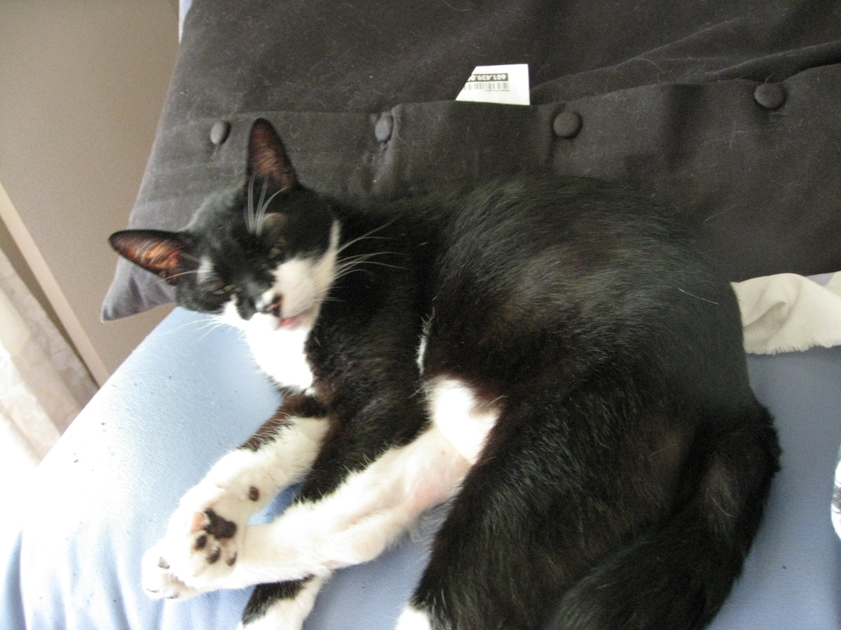 f:id:happynyanko1:20201008223905j:plain