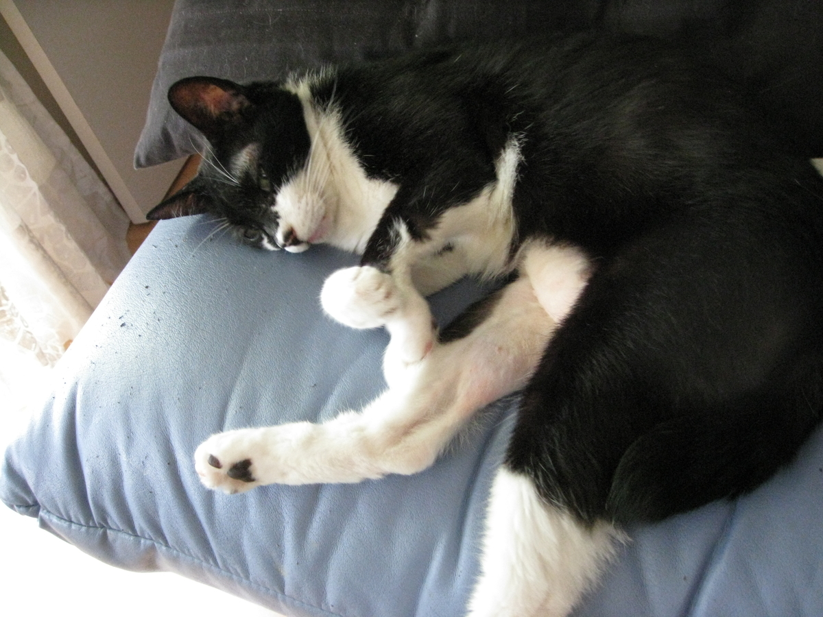 f:id:happynyanko1:20201008224004j:plain