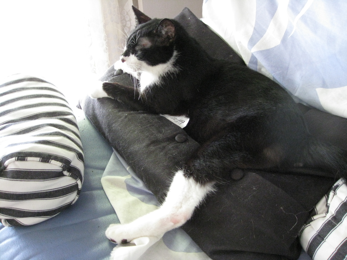 f:id:happynyanko1:20201008231337j:plain