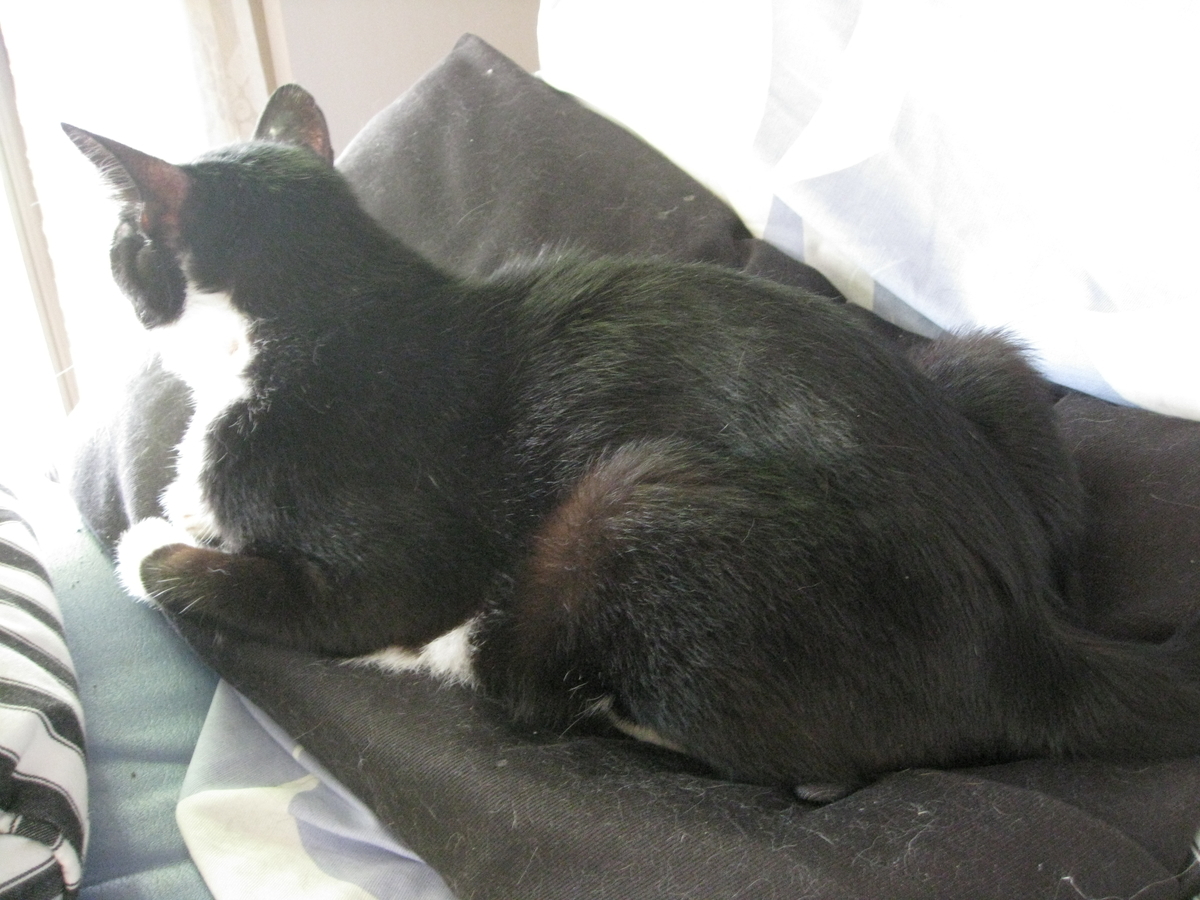 f:id:happynyanko1:20201008231402j:plain