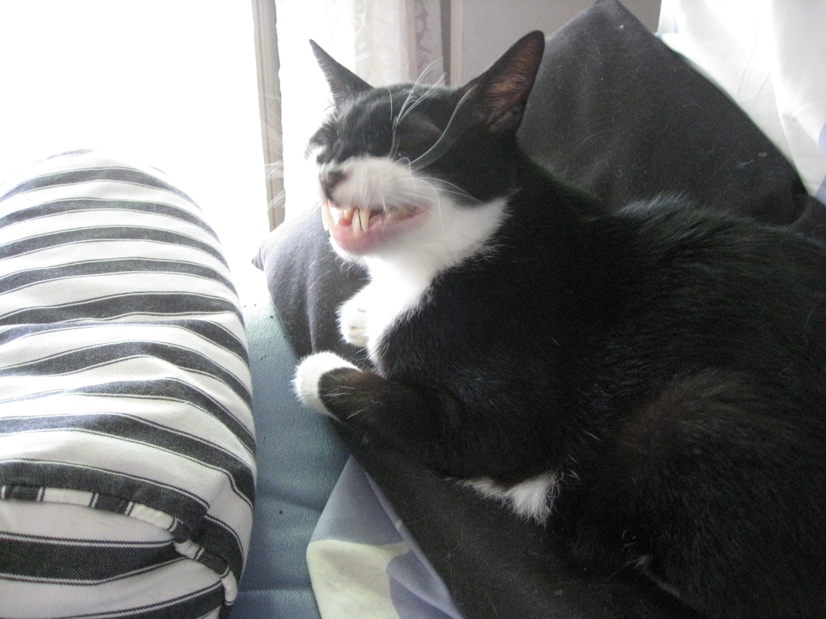 f:id:happynyanko1:20201008231428j:plain