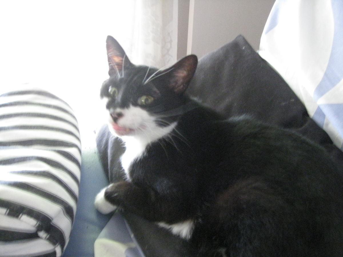 f:id:happynyanko1:20201008231548j:plain