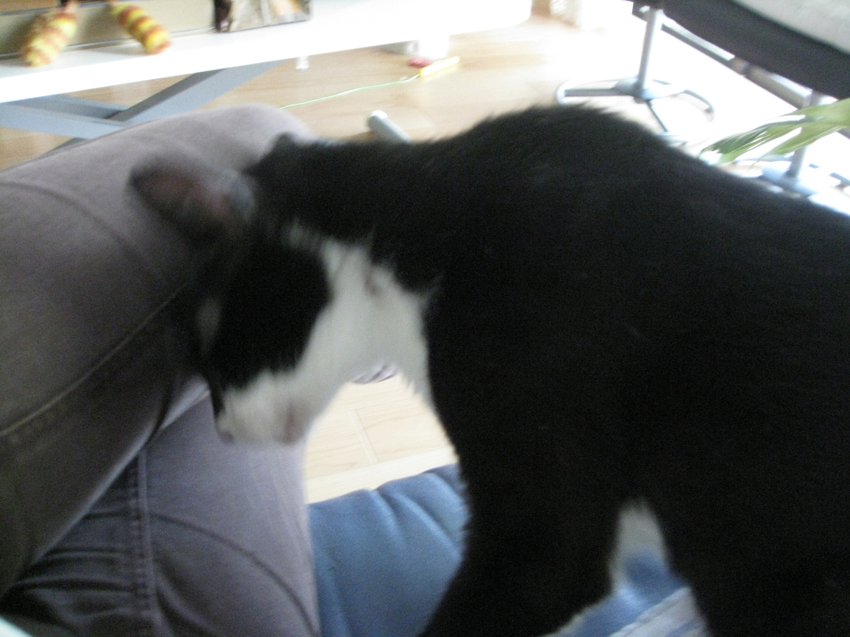 f:id:happynyanko1:20201008231646j:plain