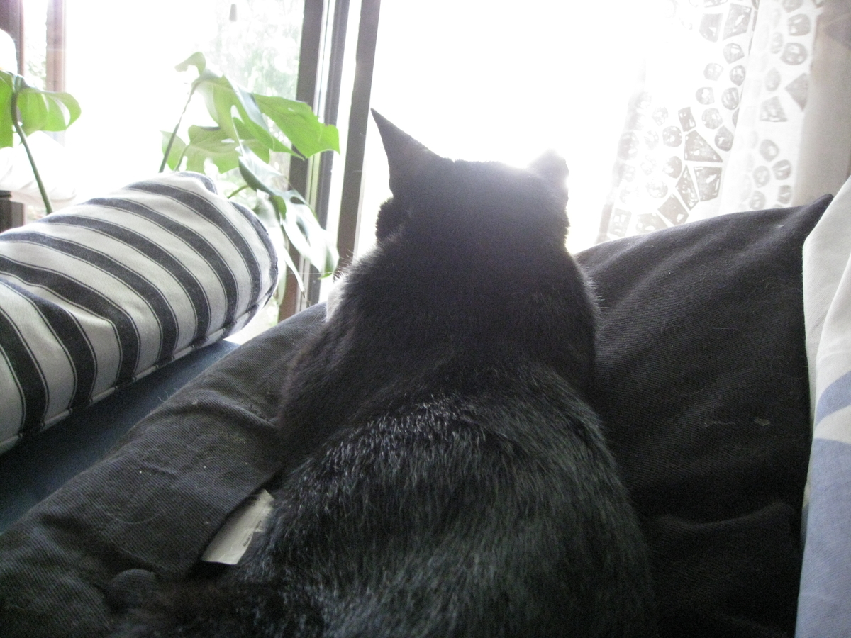 f:id:happynyanko1:20201008231730j:plain