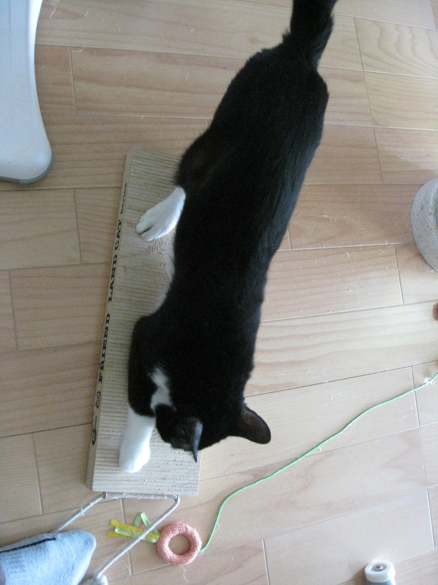 f:id:happynyanko1:20201008232133j:plain